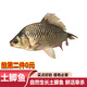 品鮮肴淡水魚(yú)土鯽魚(yú)鮮活魚(yú)現殺漁民野外自然捕獲生鮮水產(chǎn)湖鮮凈膛去內臟 鮮活宰殺2-3條 400g（三去凈重）