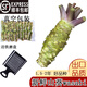 鑫果滋【順豐】新鮮山葵 待磨鮮山葵根 芥辣日料wasabi辣根芥末原材料 單條30-35g（1根） 首單帶鐵磨