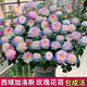 稀有品種西域加洛斯大花四季濃香型玫瑰月季花苗盆栽花卉精選老樁 漂亮（西域加洛斯） 二十年老樁兩顆（開(kāi)花爆滿(mǎn)）