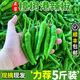 奴風 湖南正宗樟樹港辣椒【JD-順豐多地次日達】現(xiàn)摘新鮮薄皮嫩青椒 正宗樟樹港辣椒 2斤 【精選裝】