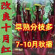 十月紅菜苔種子改良高產(chǎn)紅菜苔種籽紫菜薹春秋四季播農家菜園陽(yáng)臺 紅菜苔 剛到新種1包1020粒