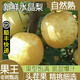 裕瓊連州廣東水晶梨潭嶺清遠脆冠梨子現(xiàn)摘無渣黃花梨當季新鮮水果 5斤優(yōu)選大果【現(xiàn)摘現(xiàn)發(fā)】