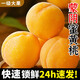 采緹（CAITI）山東蒙陰黃桃5斤大果水果桃子脆甜黃金蜜桃整箱當季時(shí)令孕婦整箱 超值五斤裝禮盒網(wǎng)套+紙箱+泡沫托 大果 150g/單果