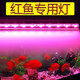 億得勝魔紅色紅魚燈 防水led魚缸燈照明紅龍羅漢増紅增色鸚鵡魚專用燈管 T4-34CM單排魔紅色 紅魚專用燈