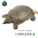 千島湖生態(tài)甲魚 水庫甲魚 母鱉食用水團(tuán)魚王八活體中華鱉 清水母鱉 鮮活 5齡1000g鮮活母鱉 生態(tài)甲魚-鮮活到家