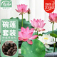 壽禾 碗蓮種子已開口水培魚缸裝飾好養(yǎng)四季開花 碗蓮2包20粒(10粒/包)