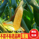 顏曼箐玉米新鮮帶皮現(xiàn)摘老玉米棒新鮮笨玉米嫩鮮玉米 2500g 老式玉米不甜不糯 顆粒飽滿(mǎn)