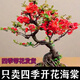 中夢(mèng)海棠花盆栽樹(shù)苗盆景重瓣老樁庭院綠植物室內多季花卉開(kāi)花好養易活 【推薦】長(cháng)壽冠海棠8年苗