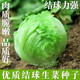 結(jié)球生菜種子球生菜種籽包心球形陽臺四季盆栽球種蔬菜菜籽孑籽種 結(jié)球生菜種子【1包 約300?！? title=