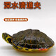 御聚源深水龜魚(yú)缸混養小烏龜活物稀有黃頭龜小寵物吃糞龜清潔龜家養寵物 2-3厘米 公母一對