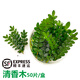 曠古農業(yè)【順豐】新鮮擺盤(pán)裝飾花草蛋糕裝飾葉子點(diǎn)綴西餐酒店鮮花 清香木1盒約50片