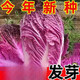 福順德【今年新種】營養(yǎng)紫白菜種子紫色大白菜四季播種庭院農(nóng)科院蔬青菜 紫白菜種子 粒粒精選【2包約1000?！? title=