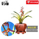 劉閣蘭花蘭花黃金達摩爪中透藝達摩爪 收藏珍品好養(yǎng)蘭花苗花卉 3苗連體裸根關(guān)注送肥送說明書