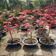 帶盆帶葉片楓葉盆景日本紅楓盆栽四季花卉盆栽植物紅舞姬室內(nèi)楓樹(shù)紅楓葉花木好養(yǎng)樹(shù)苗日本紅楓 紅楓盆景帶盆帶土帶葉片