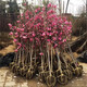 鼎曳玉蘭花樹(shù)苗紫玉蘭紅玉蘭耐寒植物風(fēng)景樹(shù)白黃玉蘭大樹(shù)庭院盆栽地栽 紫玉蘭 4公分粗【1.5米左右高】