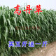 萌蘊（MengYun）牧草種子進(jìn)口高丹草種子四季種北方南方豬羊牛雞鴨兔 萌蘊