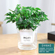 墨一幸福樹(shù)盆栽 花卉植物室內綠植辦公室綠植早安盆美觀(guān)室內源頭直發(fā)