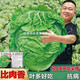 肉不換越冬大白菜種子山東大白菜種籽大白菜種子抗病多葉白菜 比肉香一袋(40克約9000粒)