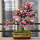 景郁春 JIRYUCUR垂絲海棠花盆栽老樁花卉植物室內(nèi)花綠植垂絲海棠2.5CM源頭直發(fā)