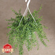 蝴蝶之舞 百萬(wàn)心吊蘭植物室內(nèi)陽(yáng)臺(tái)多肉串錢藤花卉四季常青盆栽吊籃新奇綠植 百萬(wàn)心25顆左右大盆發(fā)貨 原盆發(fā)貨