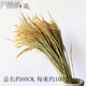 素樹(shù)家居 高枝天然稻穗干花水稻裝飾稻谷稻子干花家居裝飾擺件店鋪擺設拍攝道具 稻穗一束(約100支