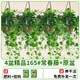 臨雅常春藤盆栽爬藤吊蘭垂吊植物冬季陽臺室內(nèi)四季常青吸甲醛金邊綠植 4盆精品165#常春藤