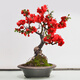 日本花 盆栽 四季開花樹苗老樁帶花苞重瓣花卉庭院盆景 長壽冠海棠【3年苗，粗度1.5公分，當年開花】新手 不含盆