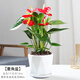【莎之槿園藝】紅掌粉掌盆栽鴻運當頭植物四季開(kāi)花辦公室內綠植好養凈化空氣盆景 紅掌+菱角盆 含盆