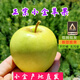 小金青蘋(píng)果藏區阿壩州【產(chǎn)地現摘】四川小金縣新鮮青蘋(píng)果中秋禮盒 【小金產(chǎn)地直發(fā)】 【優(yōu)選中果】5斤丨16枚左右-彩箱