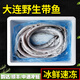 茗老漢 大連當地4斤凈重冰鮮速凍渤海灣帶魚(yú)刀魚(yú)小眼無(wú)冰衣順豐發(fā)貨 4斤去頭去臟8-16條