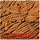 尼泊爾原子紅皮黃皮鳳眼菩提佛珠念珠108顆 10.5MM108顆聯(lián)系客服發(fā)圖再拍
