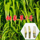 萌蘊（MengYun）無(wú)毛甜象草3號新型皇竹草種節四季高產(chǎn)牧草牛羊多年生耐寒巨菌草 甜象草3號【500節】