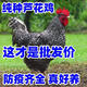 一斤半斤三斤左右山東汶上蘆花雞苗黑白蘆花雞活苗蛋雞活苗半大雞 半斤黑蘆花10只【公母備注】