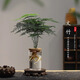 八芽文竹水培植物綠植辦公室內水養綠蘿花卉客廳桌面盆栽四季水生好養 文竹-圓筒杯 帶盆栽好