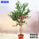 黃楊樹(shù)苗瓜子黃楊苗雀舌珍珠小葉黃楊小苗高桿獨桿黃楊樹(shù)庭院綠籬植物墻四季常青花壇池灌木綠化苗盆景素材 獨桿黃楊樹(shù)0.5-0.8公分粗