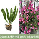 令葉園令箭荷花盆栽帶花苞東北小粉色易活四季室內(nèi)陽臺綠植花卉曇花大苗 30cm　五葉片中苗　?。|北小粉）