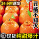 正宗四川不知火丑橘新鮮整箱水果應(yīng)當(dāng)季粑粑丑八怪柑橘耙耙桔子 老農(nóng)親選果【75-85mm】 5斤