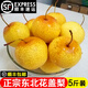 辰實(shí)【順豐】花蓋梨 新鮮東北軟梨 水果特產(chǎn)可做凍梨 5斤（大果）約20個(gè)