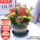 沭之美長壽花綠植花卉植物室內(nèi)盆栽  三色長壽花+1加侖塑料盆 源頭直發(fā)