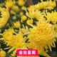 菊花種子盆栽陽臺室內(nèi)花卉種籽貢菊野生菊花泡茶杭白菊種孑菊花籽 金絲皇菊5000粒+肥
