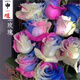 申堰【2顆】碎冰藍玫瑰玫瑰老樁花卉綠植盆栽陽(yáng)臺花卉玫瑰花盆栽室內 稀有星空玫瑰共【2顆】
