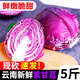 中鮮生云南新鮮紫甘藍(lán)農(nóng)家現(xiàn)摘卷心菜沙拉椰菜紫包菜批發(fā)蔬菜 5斤裝