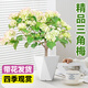 愛(ài)優(yōu)尚三角梅盆栽帶花苞樹(shù)陽(yáng)臺室內植物陽(yáng)臺庭院四季開(kāi)花綠櫻源頭直發(fā)