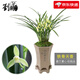 劉閣蘭花蘭花苗建蘭素心花銘品 鐵骨天香 現(xiàn)帶濃香花苞 綠植蘭草花卉盆栽 4苗連體裸根帶花苞