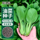 花沃里 油菜種子四季蔬菜種子青梗葉菜家庭陽(yáng)臺盆栽庭院種植田間約600粒