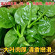 四季大葉木耳菜種子肉厚懶人耐高溫耐濕陽(yáng)臺(tái)盆栽高鈣易種蔬菜種籽 木耳菜種子 優(yōu)選種子二包