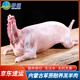 鮮檔內(nèi)蒙古草原散養(yǎng)羔羊肉整只白條全羊烤全羊整條羊腿現(xiàn)燒烤火鍋 羊后腿肉5斤裝