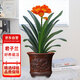 花行榜精品君子蘭盆栽綠植圓頭和尚 14-16片葉（仿古浮雕砂盆）源頭直發(fā)