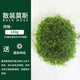 AIPHAROW散裝莫斯劃算陰性水草慕斯沉木造景草缸三角怪蕨垂淚新手入門莫絲水草 散裝莫斯100克 50厘米魚缸用量