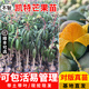 芥圃芒果樹(shù)苗 官方旗艦 嫁接芒果苗大金煌芒四季紅貴妃南方種植果樹(shù)苗 凱特芒果苗【帶土帶葉發(fā)貨】 4年苗  高度：100-130公分